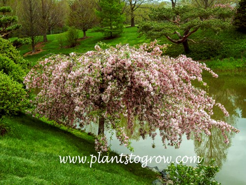 Louisa Ornamental Crabapple (Malus)